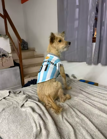 Luvoria Dog Jersey
